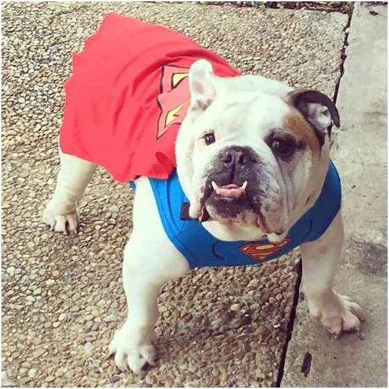 英國鬥牛犬的超人扮相很傳神吧，牠看來已蓄勢待發。