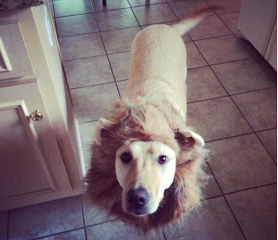 獅子怒吼！簡單的鬃毛頭套就可以讓黃金獵犬化身萬聖節獅子。