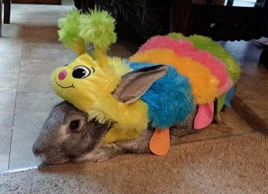 卡倫•克勞斯（Karen Kraus）把小兔子耀西（Yoshi）裝扮成毛毛蟲，一起慶祝萬聖節。