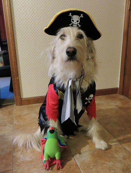 喲嗬！這個海盜裝扮很酷，牠還有一隻鸚鵡陪伴哩。