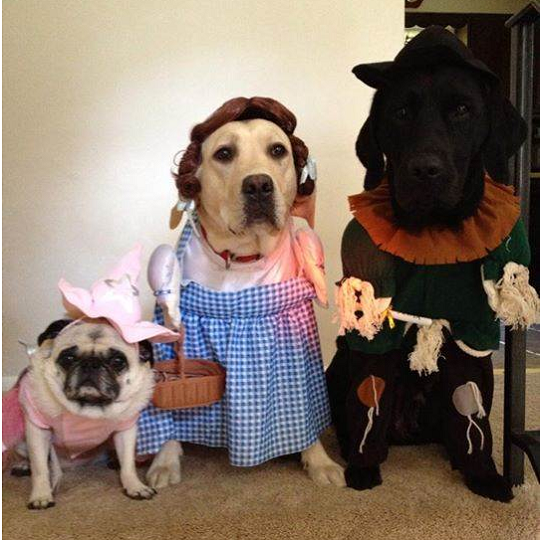 3隻狗兒傑達（Jada），斯嘉麗（Scarlett）和蘿拉（Lola），牠們裝扮成「綠野仙踪」中主要的人物，已經準備好踏上黃磚路。