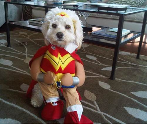 神奇女超人來了！珍妮弗•波紫（Jennifer Bortz）精心將她可愛的小狗打扮成廣受歡迎的超級英雄。
