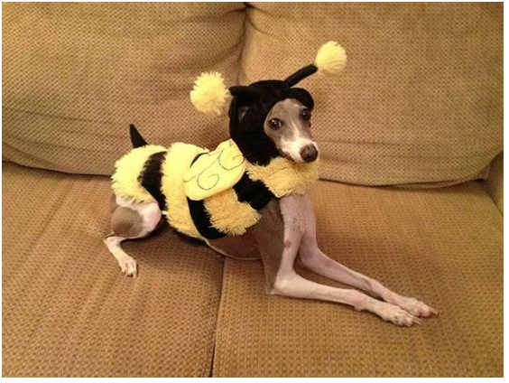 你在我嗎？凱瑟琳•法瓦羅（Catherine V. Favaro）把毛孩打扮成大黃蜂。