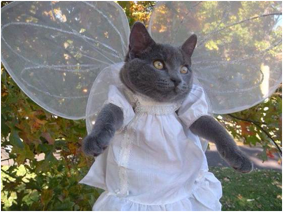 誰能比甜美的小貓咪更像天使呢？