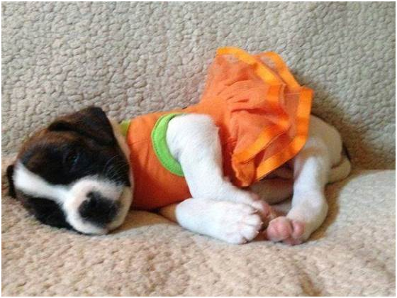 我們不太確定莫莉(Molly)狗的萬聖節裝扮是什麼，但牠超級可愛。