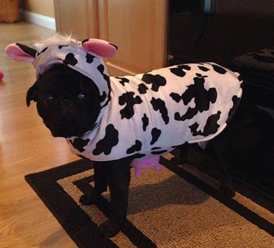 哈巴狗會哞哞叫？克里斯蒂娜•帕斯（Christina Price）把哈巴狗裝扮成可愛的牛。