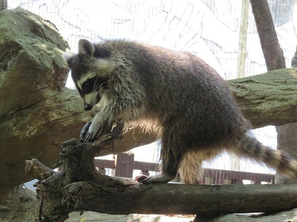 浣熊不時搓手清潔，所有食物還都要經過泡水清洗過程。    動物園/ 提供