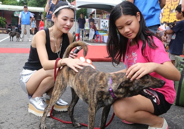 迷人的虎斑米克斯，獲得王思佳的讚賞。　新北市動保處/提供