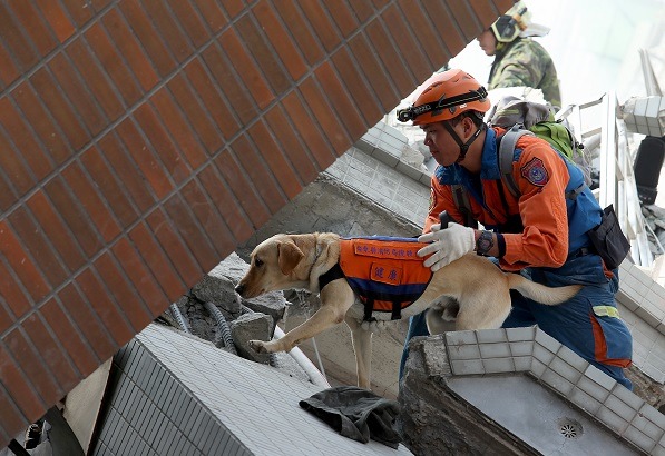 南台大地震重創台南，永康區維冠金龍大樓災情慘重，搜救人員把握黃金時間，帶著搜救犬在斷垣殘壁中找尋生還者。  聯合知識庫/提供 (攝影:余承翰)