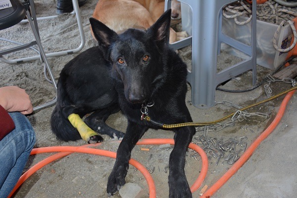 搜救犬Sunny在維冠大樓執行搜救任務時，遭鋼筋玻璃割傷右後腿，縫合十多針後仍回到現場堅守崗位。聯合知識庫/提供(攝影:吳淑玲)