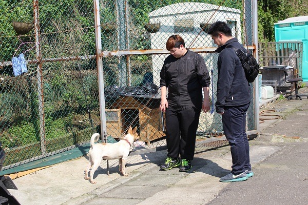 不當飼養和疏縱犬隻在外等類型動保案件，台中市動保處目前都委託人民團體協助稽查(此為示意圖)。 黃靖雅/攝
