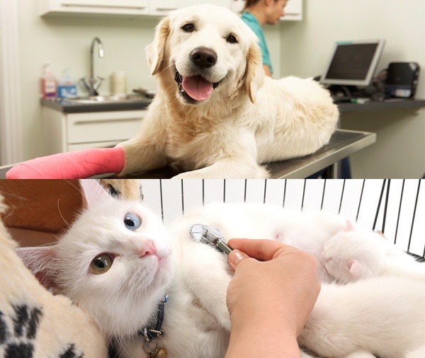 怎麼樣讓只有窮爸爸的毛孩,也能獲得妥善的醫療照護,是大家可以共同思索的問題。 取自網路