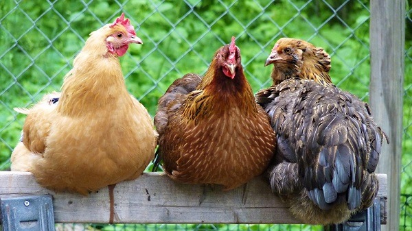 我跟你說啊~咯咯咯咯~那個烏克蘭的雞,好可憐啊~ 取自normanack