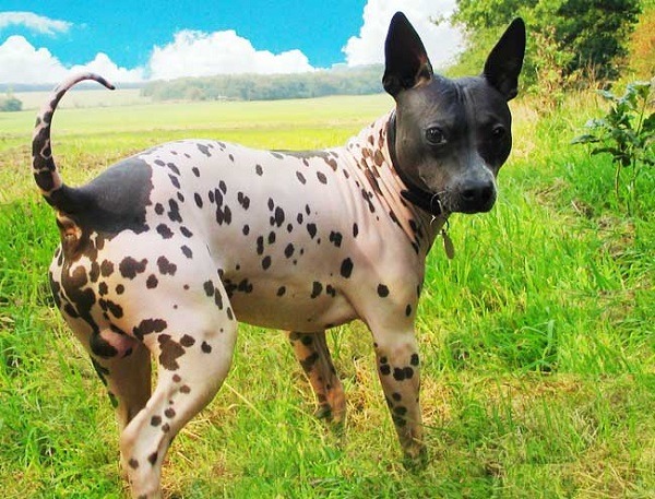 美國無毛梗犬因為是隱性基因，所以也會出現有毛髮的犬隻。　取自網路