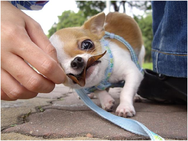 幼犬就像人類嬰幼兒，好奇心旺盛，喜歡把東西放進嘴裡，用嘴巴認識世界。  小陸／攝