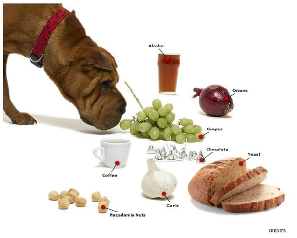 看似無害的食物卻可能對狗兒有致命性威脅。  取自《國家地理》。