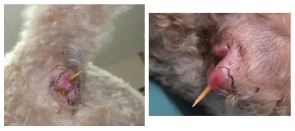 紅貴賓偷吃烤雞串時將整枝竹籤吞下肚，2 天後從肛門穿出。飼主烤肉時應格外小心，垃圾也要收到狗兒搆不著的地方。  取自 anicom