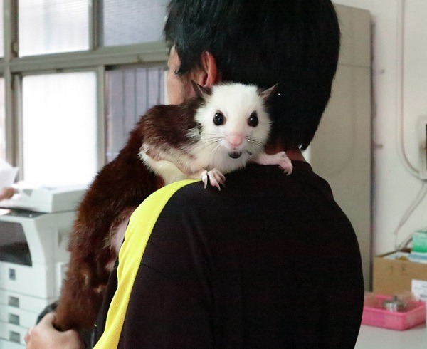 我不是寵物兔啦! 林成家飼養的白面鼯鼠「球球」常被誤以為是兔子。 蕭士塔/攝