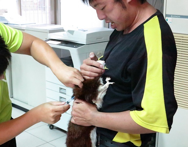 打針啦! 林成家帶著白面鼯鼠到動保處施打狂犬病疫苗。　蕭士塔/攝