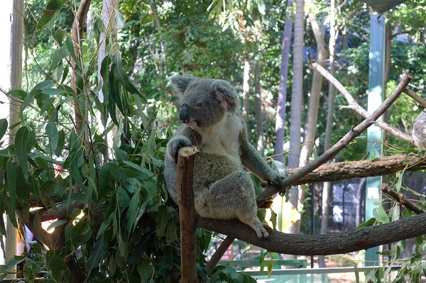 無尾熊的英文名稱Koala，源自原住民方言，意指「不喝水」。  何宜/攝