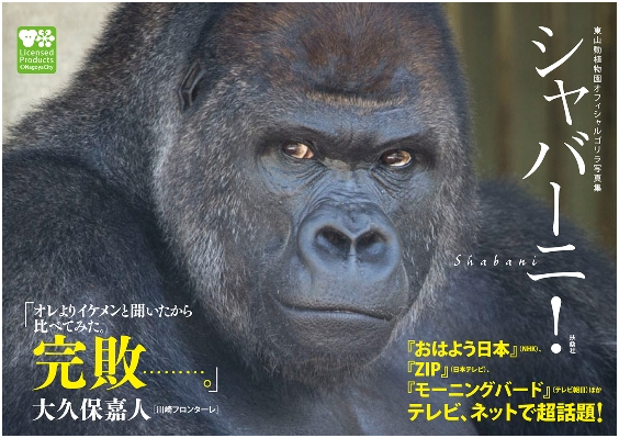 剛過完19歲生日的夏巴尼，換算成人類約30～40歲，正值壯年。那雙會說話的電眼和端正立體的五官，猶如猩猩界的喬治‧克隆尼。 取自東山動植物園
