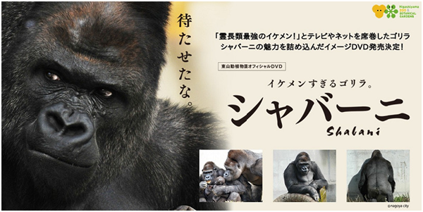 靈長類最強型男夏巴尼的DVD將於12月22日於日本羅森便利商店販售。 取自ikemen-shabani
