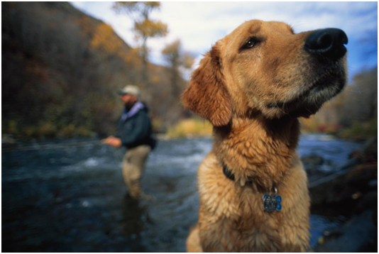 一萬多年前，狗從狼演進為家養的寵物時，就已經開始有了人類的特質　翻攝自國家地理雜誌
