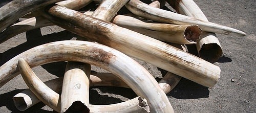 象牙貿易是中非共和國和剛果共和國民兵的經費來源。　取自網路