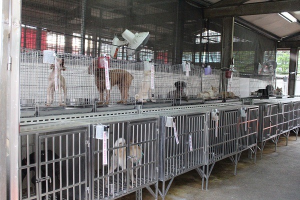 板橋動物之家發生的漂白粉灼傷犬隻事件 ，值得深入探究發生的原因，以防不幸事件再度發生。 (此為示意圖)     黃靖雅/攝