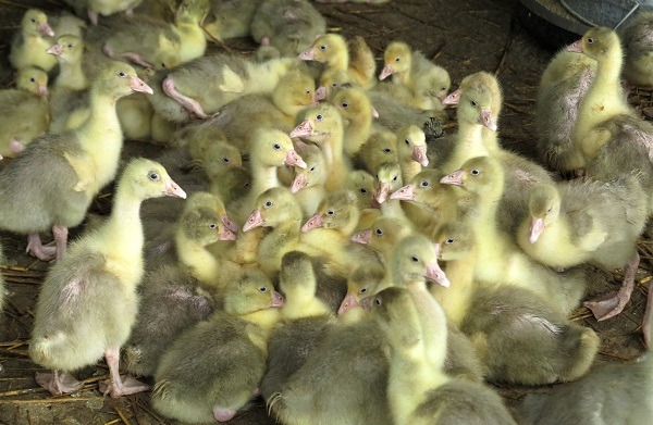 即將被捕捉入袋安樂死的幼鵝，不知死期已至仍拚命的吃。 蕭士塔/攝