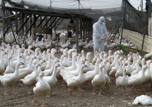 台灣養鵝業目前以全身雪白的「白羅曼鵝」最多。   蕭士塔/攝