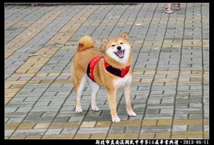 從校園到每位師生的心裡，校犬「可樂」可以說是無所不在。  安溪國中/提供