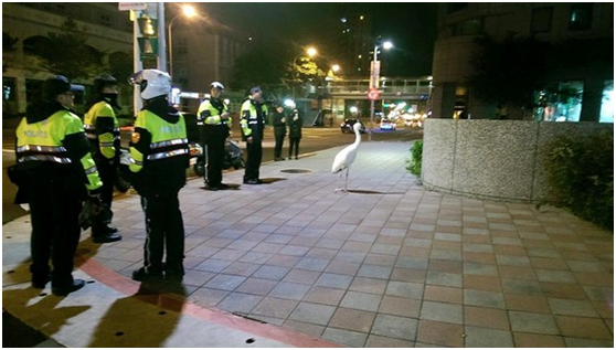 幾名員警獲報到場,都拿這隻大白鶴沒軋,隨即聯絡動保單位協助處理。 取自爆料公社