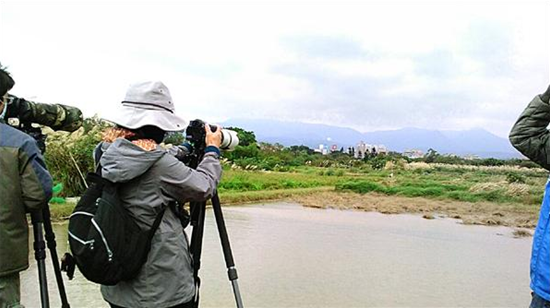 現蹤三芝的丹頂鶴,吸引眾多鳥友及攝影愛好者前往。動保處長陳淵泉呼籲民眾以同理心尊重野生動物生存空間。新北動保處/提供