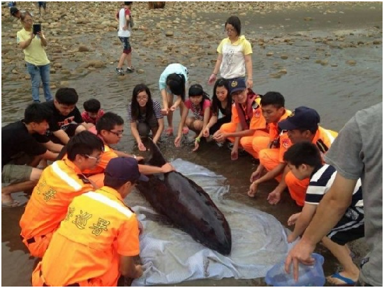 一頭長約2公尺的小虎鯨被發現擱淺在桃園市永安漁港南岸綠色隧道二號涼亭沙灘。因已離水太久，呈現脫水狀態，先將牠移置水坑內保濕，並以溼床單覆蓋身體，維持生命跡象。23岸巡大隊 / 提供