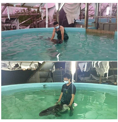 小虎鯨於當日晚間六點半進入四草救援小池，中心王主任表示，這隻小虎鯨是小男生，由於進場時的生命徵象：呼吸及心跳微弱，且換氣時會下沉，所以需要人員水下保定。　成大海洋生物及鯨豚研究中心吳小姐 / 提供