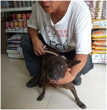 餵養人林小姐請求大家要理性，千萬別再虐殺流浪狗。武藤/提供