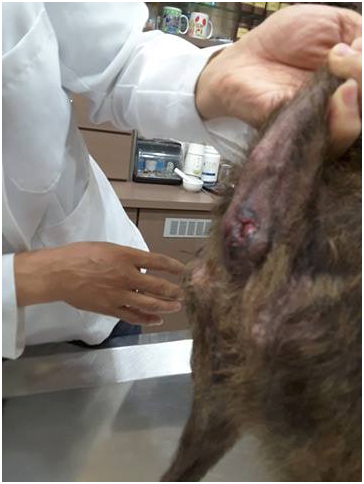 老犬小花肛門處有著遭異物撐開，而腫脹的傷痕。 武藤/提供