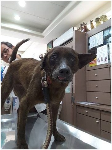 住院期間發現腎臟指數異常，是因為小花腎臟老化,而非吃壞東西所造成；出院後將接受協會安置照護到終老。武藤/提供