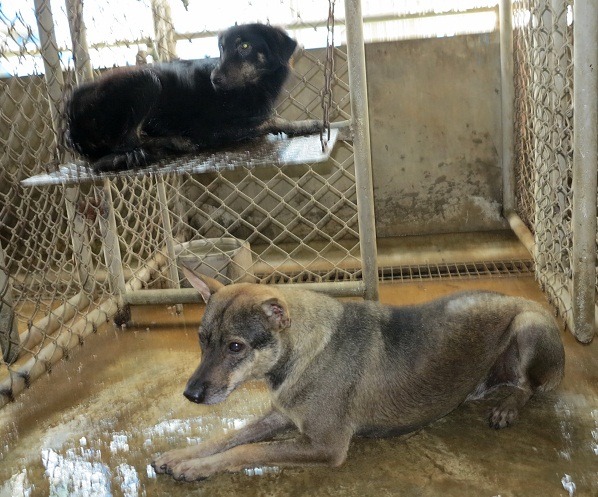 小黃26日被送進灣裡動物之家，29日由動保團體認養，離開濕冷的「牢房」。 蕭士塔/攝