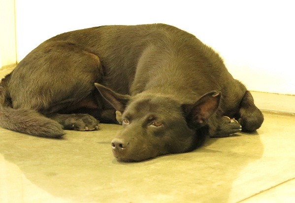 獨自在好市多玄關吹冷氣的小黑，眼神中也透著落寞。 蕭士塔/攝