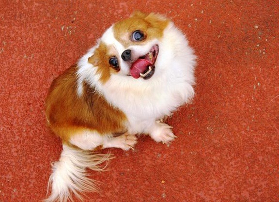 可愛吧!來自不法繁殖場的吉娃娃「小吉」，超想獲得人的關愛。新北動保處/提供