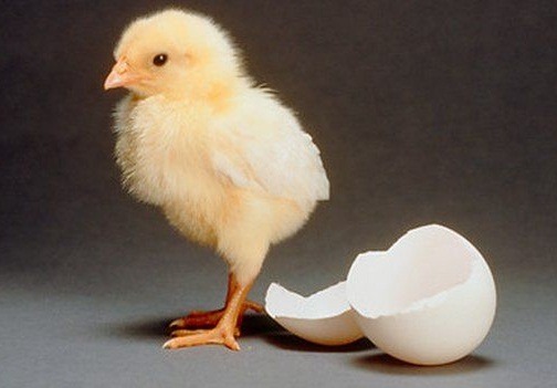 剛出生、一日齡的小雞，就可以藉著肛門鑑定技術分辨出雌雄。 取自網路