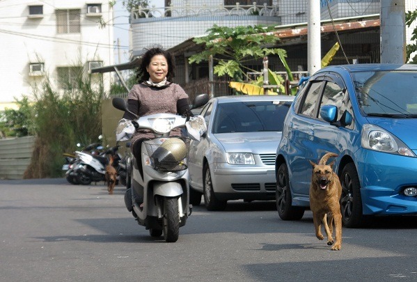 小鹿會在社區轉彎處等候並「導引」陳筱蓮的車子返家。 蕭士塔/攝