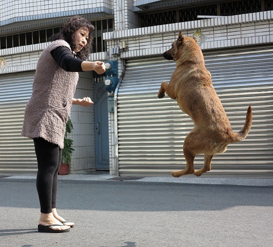 看到陳筱蓮拿出飼料,小鹿就會高高跳起並連續轉圈。 蕭士塔/攝