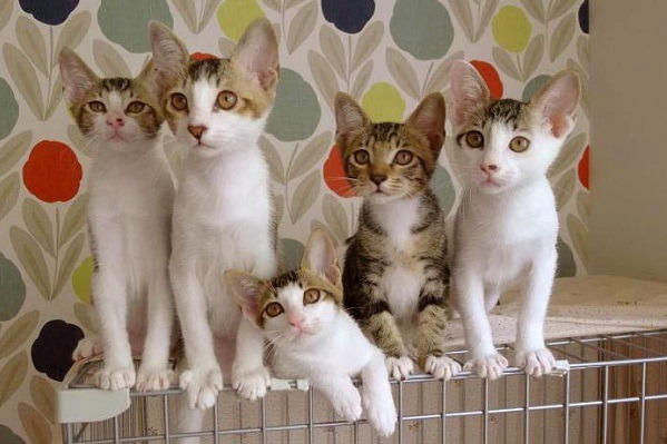 12月27日的貓咪認養會,台南市動保處全力支援,提供免費驅蟲、疫苗注射和寵物登記。 蕭士塔/攝