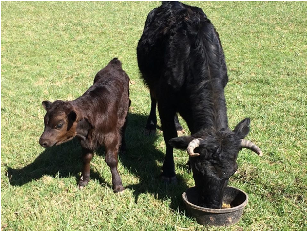 母牛如璧在屠宰場生下牛寶寶盧卡斯。   取自白楊泉動物保護區臉書