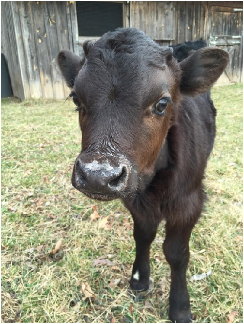 命運多舛的小牛，又因為罹患肺炎而發高燒。取自白楊泉動物保護區臉書