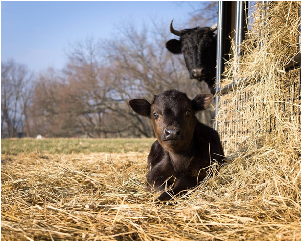 牛寶寶盧卡斯和媽媽目前一起生活於白楊泉動物保護區。取自白楊泉動物保護區臉書