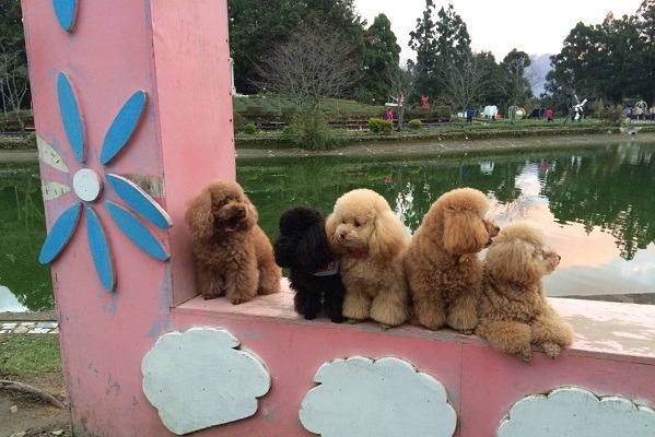 風光明媚的南投縣小瑞士花園，很適合毛孩留影。曾大年/攝